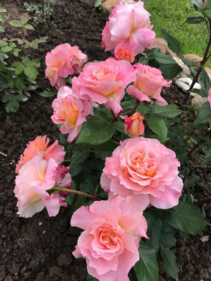 Elegant Climbing Rose Flower Seeds