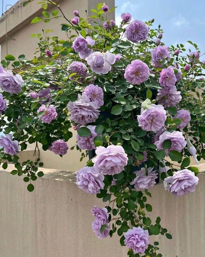 Elegant Climbing Rose Flower Seeds