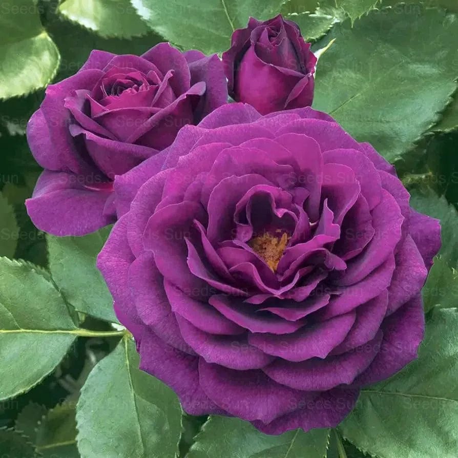 200 Stunning Rare Climbing Rose Seeds + Free Growth Booster! 200 Stunning Rare Climbing Rose Seeds + Free Growth Booster!