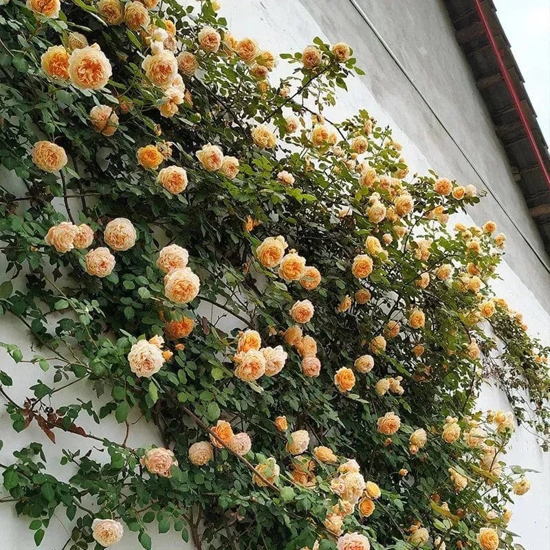 200 Stunning Rare Climbing Rose Seeds + Free Growth Booster! 200 Stunning Rare Climbing Rose Seeds + Free Growth Booster!