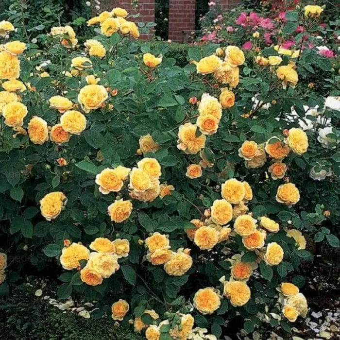 200 Stunning Rare Climbing Rose Seeds + Free Growth Booster! 200 Stunning Rare Climbing Rose Seeds + Free Growth Booster!