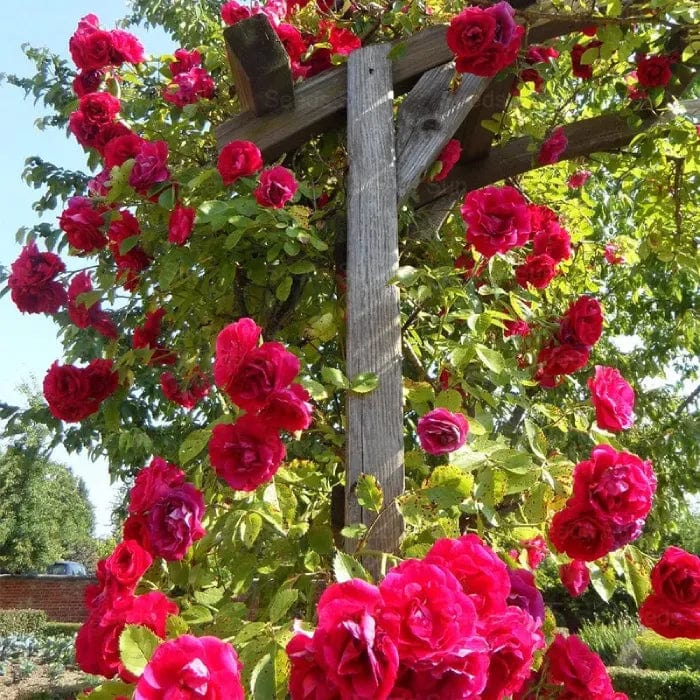 200 Stunning Rare Climbing Rose Seeds + Free Growth Booster! 200 Stunning Rare Climbing Rose Seeds + Free Growth Booster! Zaavio.co®