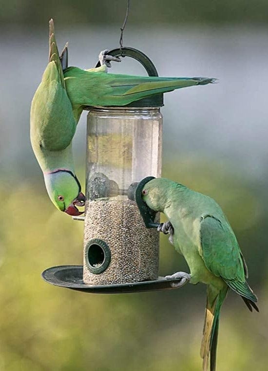 Bird Feeder | Houses For Birds Bird Food Water Feeder Pigeon Food Seed (Set of 2) Pack Of 1 Bird Feeder (Set of 2)