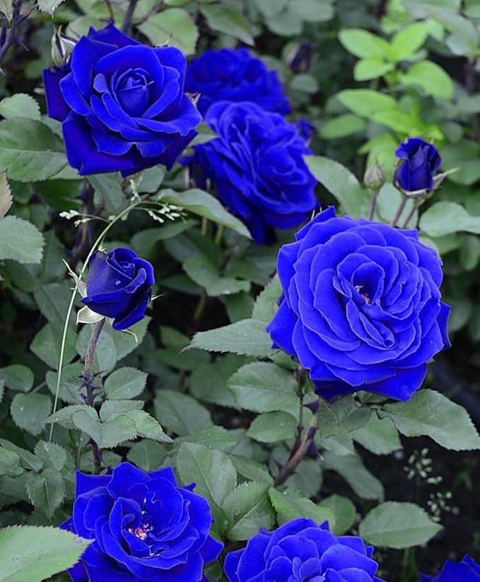 Blue Rose Seeds | Flower Seeds Rose Plant Lotus Seed Flowering Blue Rose Plant Blue Rose Seeds (Set of 20 seeds)