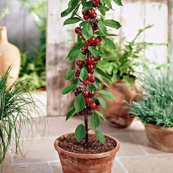 Cherrioxy™️ | Cherry Trees Flower Seeds Garden Organic Seeds Plant Cherry Seeds Cherrioxy™️Rainier Cherry Fruit Seeds (100 gms) Zaavio®