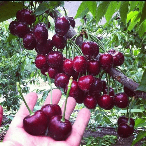 Cherrioxy™️ | Cherry Trees Flower Seeds Garden Organic Seeds Plant Cherry Seeds Cherrioxy™️Rainier Cherry Fruit Seeds (100 gms) Zaavio®