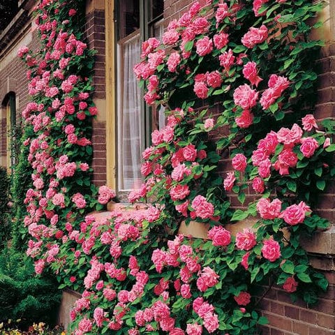 Climbing Rose Flower Seeds | Rose Plant Garden Climbing Rose Plant Seed Elegant Climbing Rose Flower Seeds