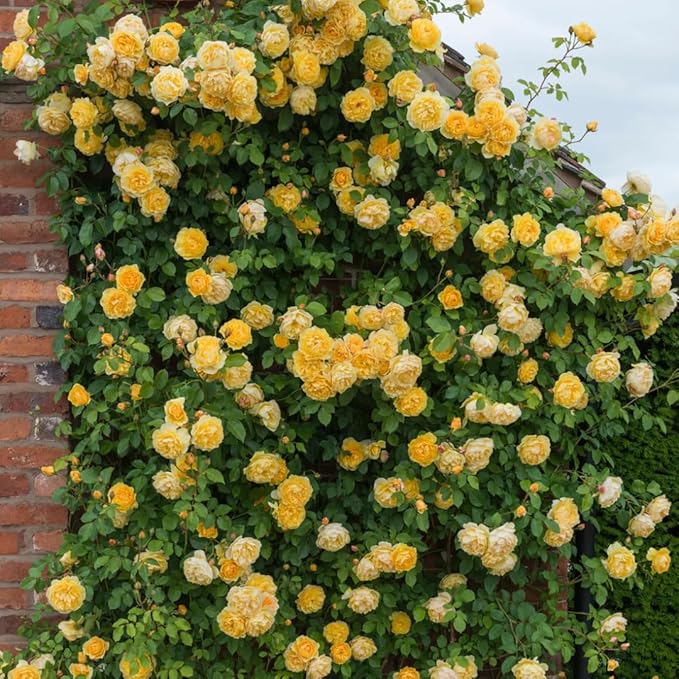 Climbing Rose Flower Seeds | Rose Plant Garden Climbing Rose Plant Seed Elegant Climbing Rose Flower Seeds