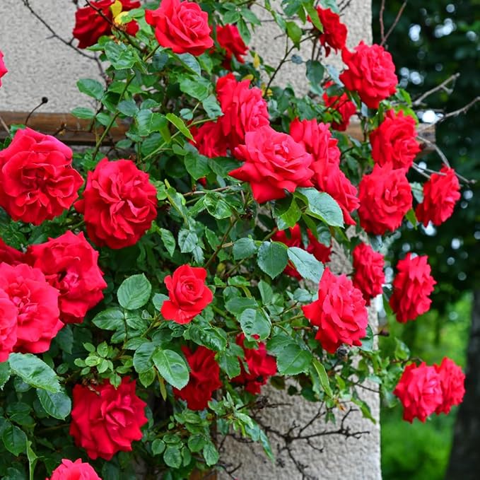 Climbing Rose Flower Seeds | Rose Plant Garden Climbing Rose Plant Seed Elegant Climbing Rose Flower Seeds
