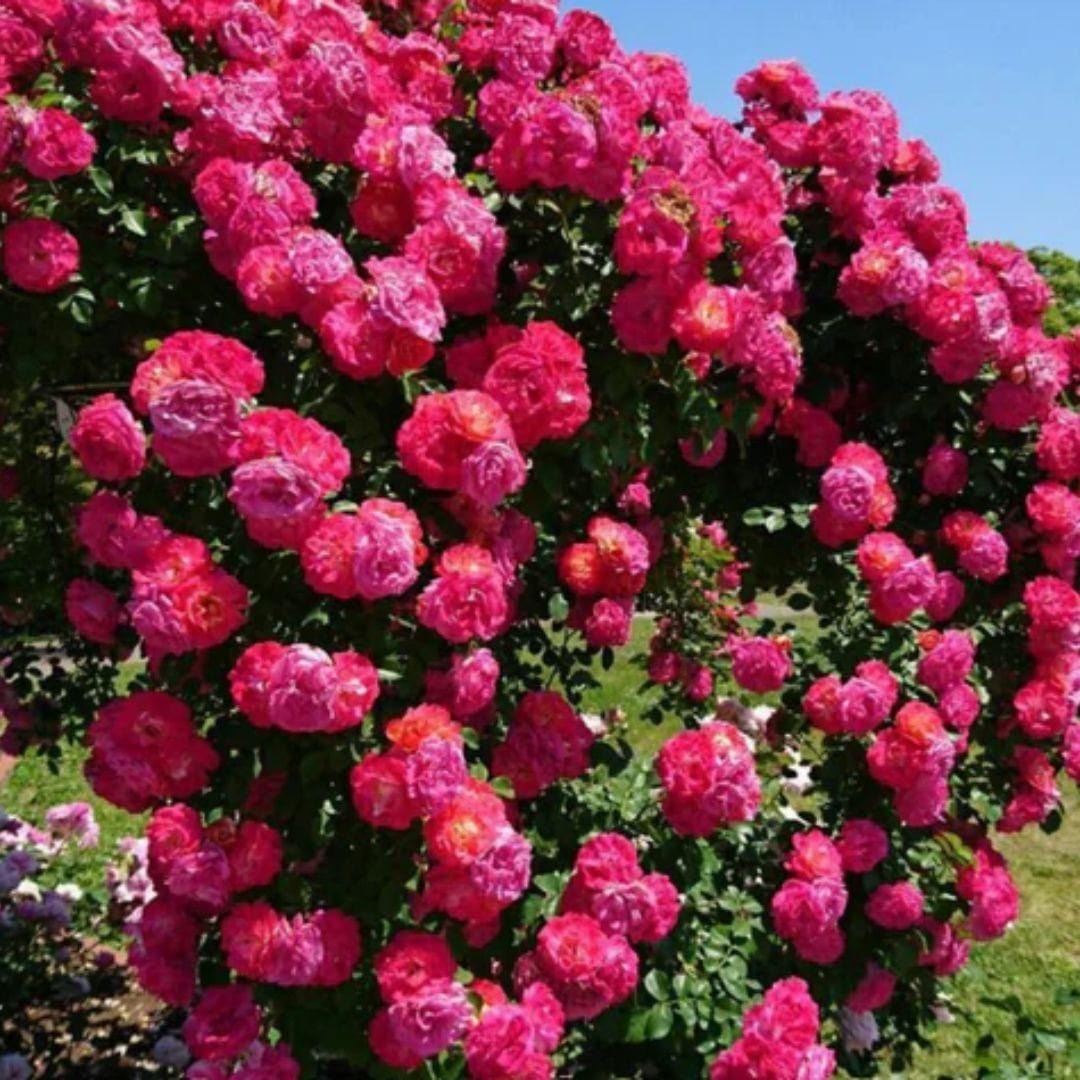 Climbing Rose Flower Seeds | Rose Plant Garden Climbing Rose Plant Seed Elegant Climbing Rose Flower Seeds