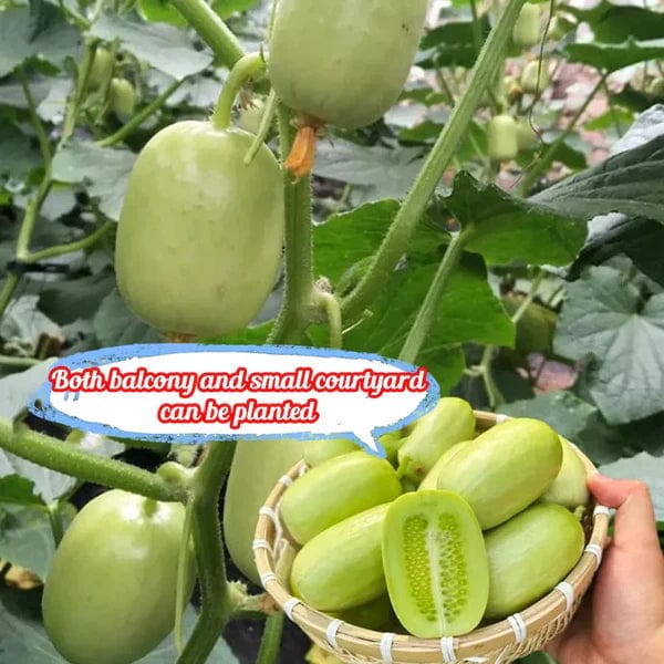 Cucumber Seeds | Jade Plant Succulent Plants Garden Planting Cucumber Seeds Plant Grow Cucumber Seeds