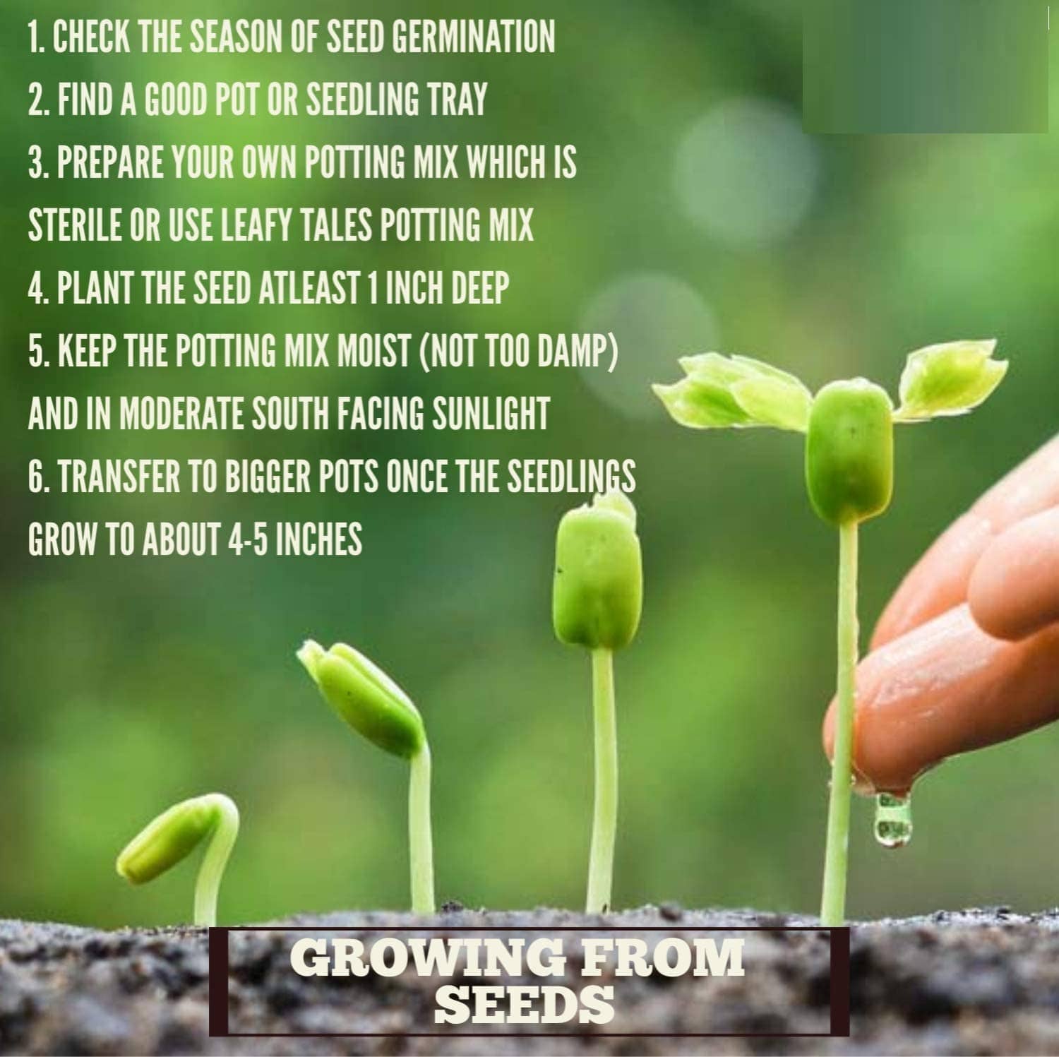 Cucumber Seeds | Jade Plant Succulent Plants Garden Planting Cucumber Seeds Plant Grow Cucumber Seeds