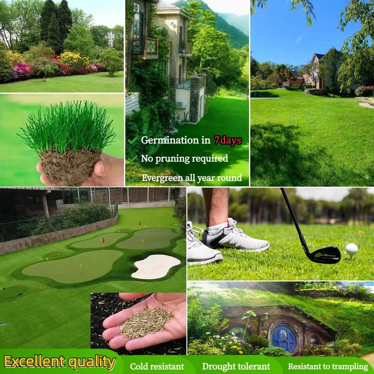 Evergreen Dwarf Grass Seed | Seedling Germination Grass Seeds For Lawn Garden Seed Evergreen Dwarf Grass Seed