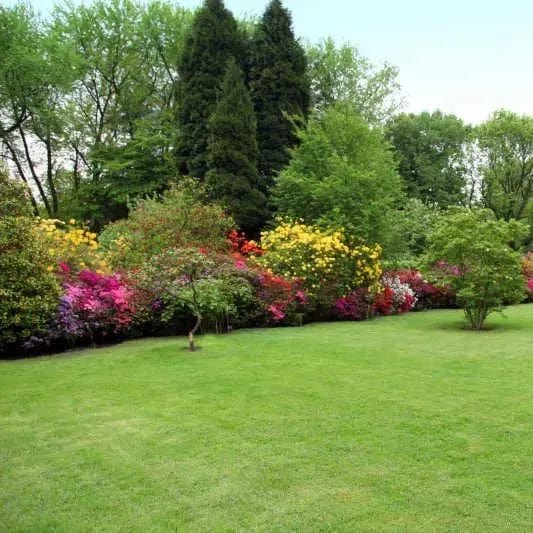 Evergreen Dwarf Grass Seed | Seedling Germination Grass Seeds For Lawn Garden Seed Evergreen Dwarf Grass Seed