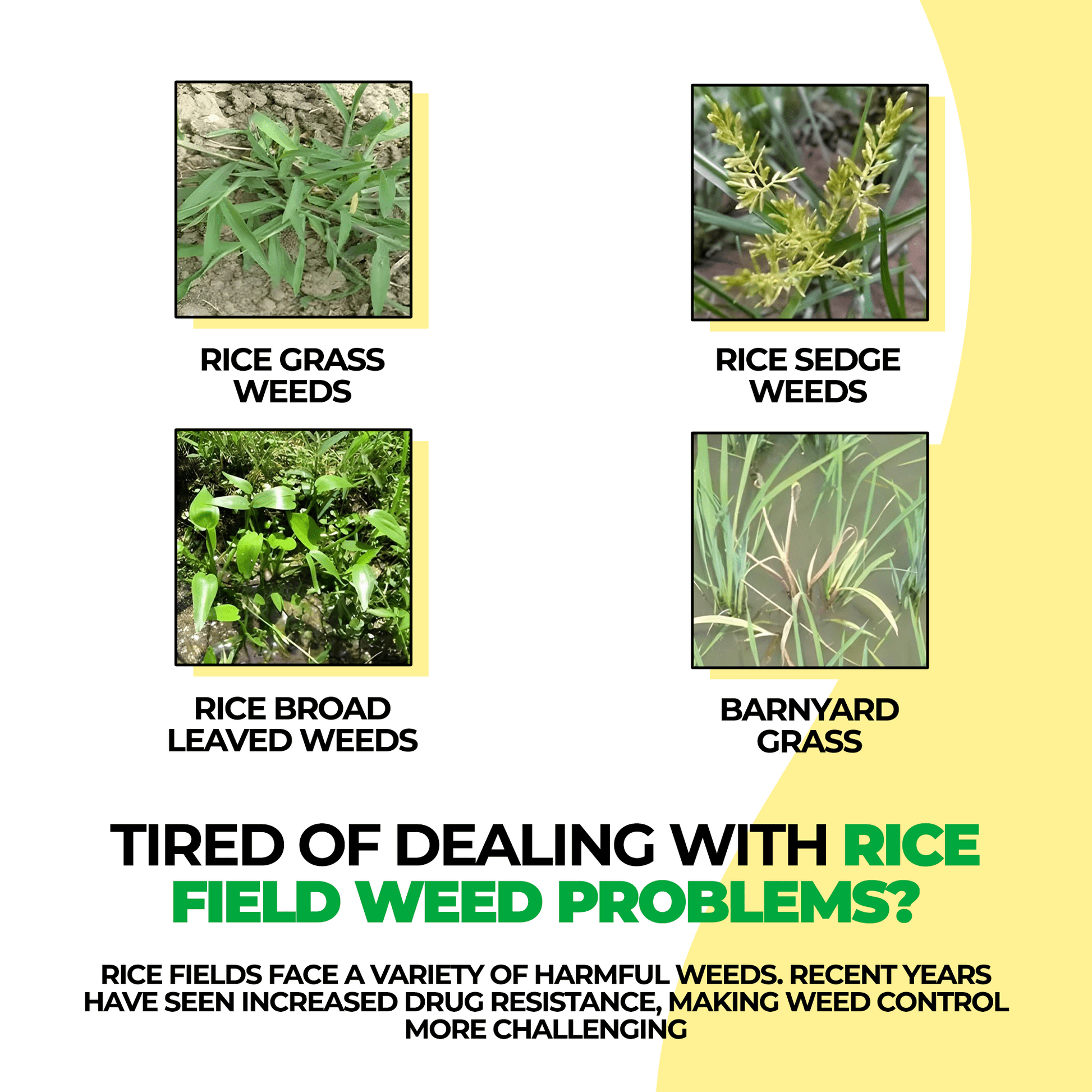 Glufosinate Herbicide | Weeding Plants Control Pre Emergent Herbicide Weed Killer Spray Glufosinate Herbicide Zaavio.co®
