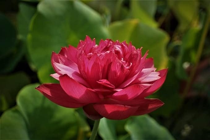 LotusBloom™ Seeds | Lotus Flower Seeds 80 Lotus Seeds LotusBloom™ Seeds (Pack of 80) Zaavio.co®