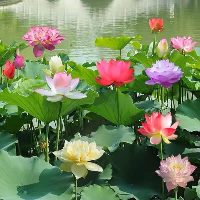 LotusBloom™ Seeds | Lotus Flower Seeds 80 Lotus Seeds LotusBloom™ Seeds (Pack of 80) Zaavio.co®