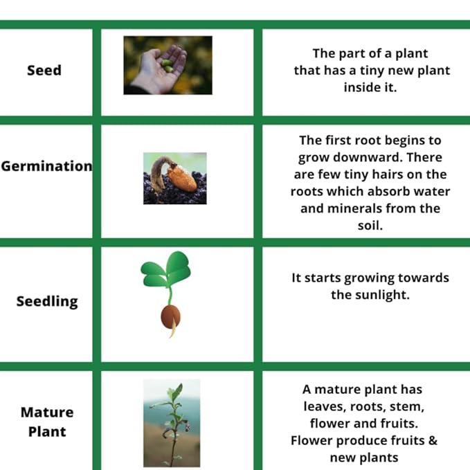 LotusBloom™ Seeds | Lotus Flower Seeds 80 Lotus Seeds LotusBloom™ Seeds (Pack of 80) Zaavio.co®