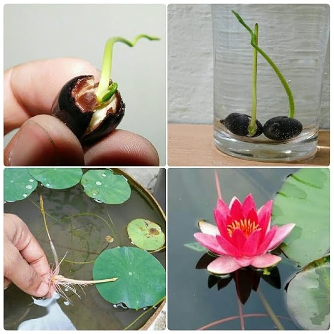 LotusBloom™ Seeds | Lotus Flower Seeds 80 Lotus Seeds LotusBloom™ Seeds (Pack of 80) Zaavio.co®