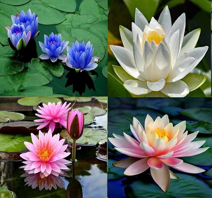 LotusBloom™ Seeds | Lotus Flower Seeds 80 Lotus Seeds LotusBloom™ Seeds (Pack of 80) Zaavio.co®