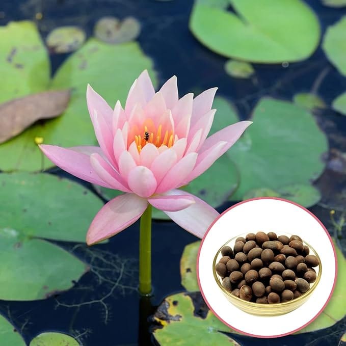 LotusBloom™ Seeds | Lotus Flower Seeds 80 Lotus Seeds LotusBloom™ Seeds (Pack of 80) Zaavio.co®