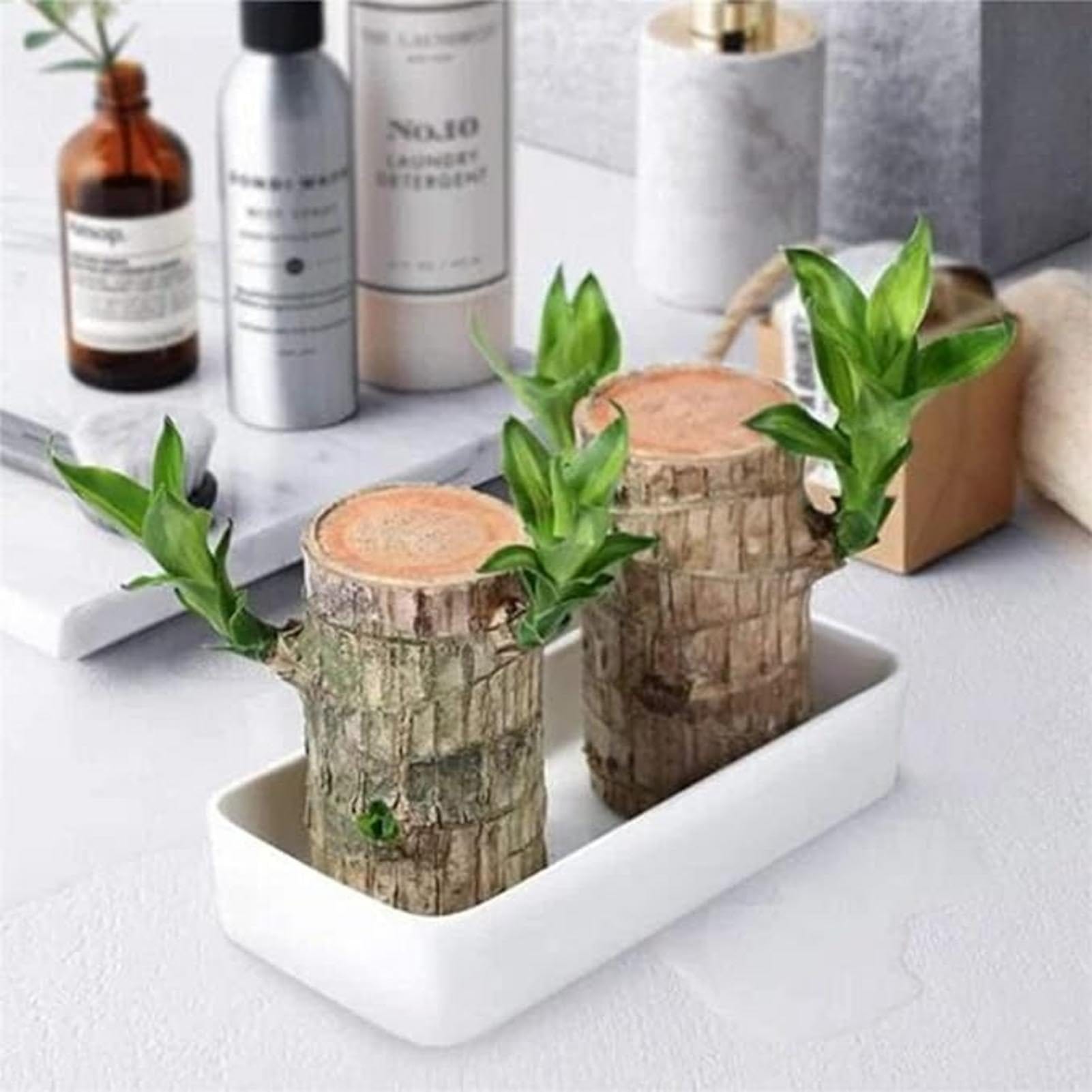 Lucky Brazil Wood Potted Plant (set of 2) | Succulent Plants Purify Air Pot Plant Lucky Brazil Wood Potted Plant (set of 2)