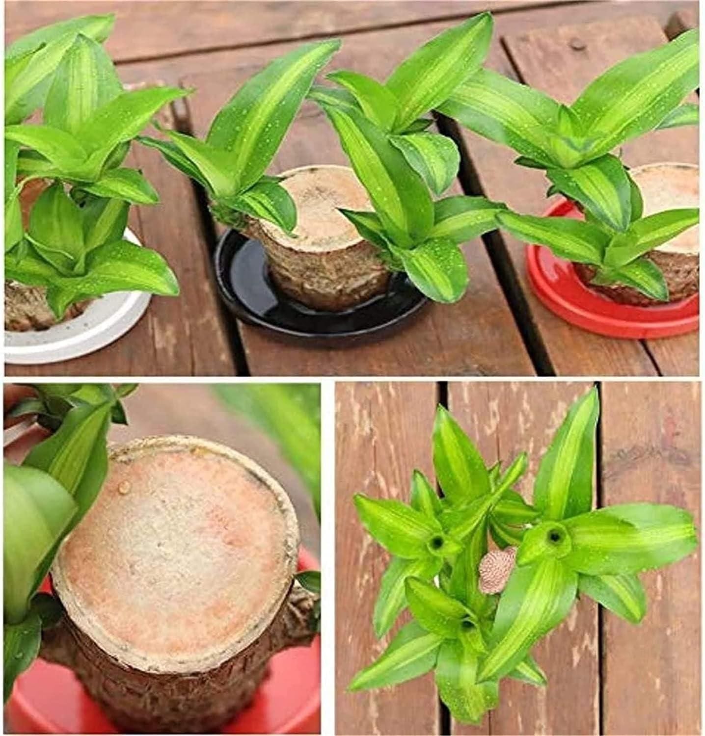 Lucky Brazil Wood Potted Plant (set of 2) | Succulent Plants Purify Air Pot Plant Lucky Brazil Wood Potted Plant (set of 2)