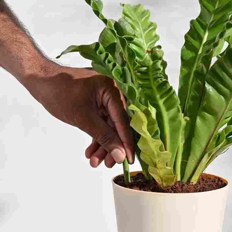 Magic Sticks - (Pack of 2 - 25 Sticks) | Plant Fertilizer Grow Plants Natural And Organic Fertilizer For Plants Magic Sticks - (Pack of 2 - 25 Sticks) Zaavio®