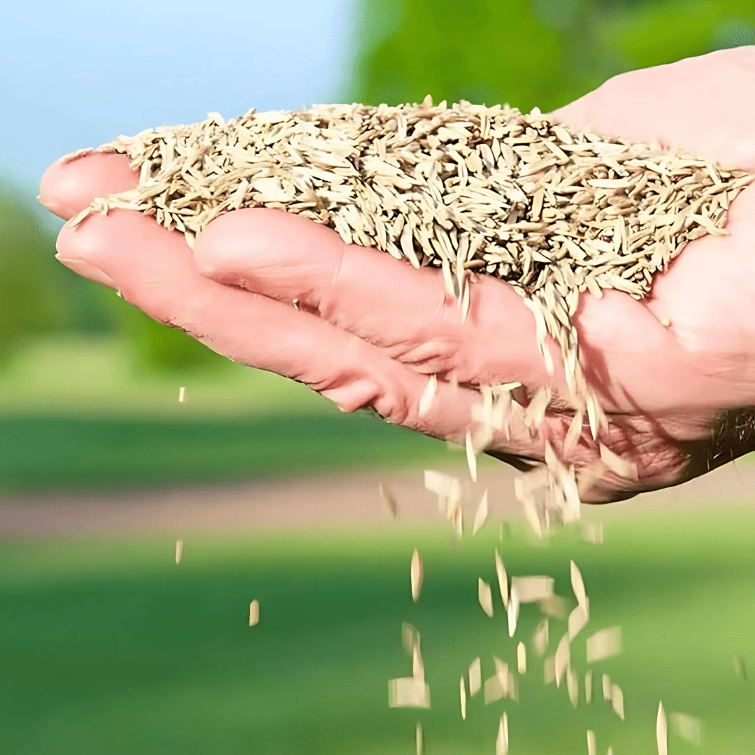 Naturixy™️ | Seedling Germination Grass Seeds For Lawn Garden Seed Naturixy™️Evergreen Dwarf Grass Seed Zaavio®