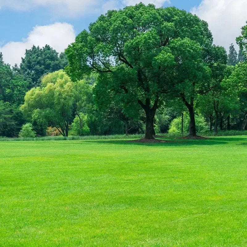 Naturixy™️ | Seedling Germination Grass Seeds For Lawn Garden Seed Naturixy™️Evergreen Dwarf Grass Seed Zaavio®