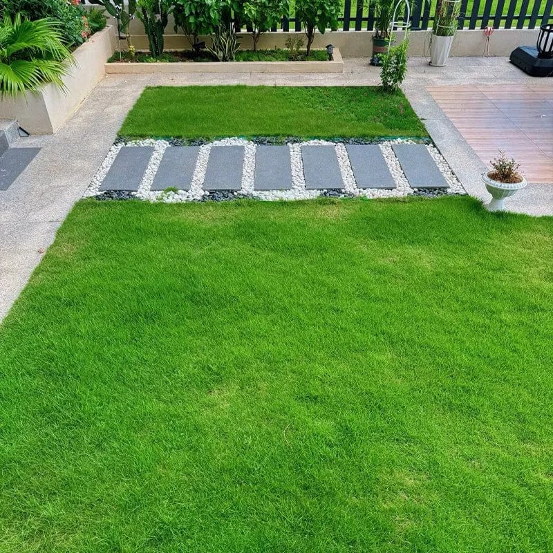 Naturixy™️ | Seedling Germination Grass Seeds For Lawn Garden Seed Naturixy™️Evergreen Dwarf Grass Seed Zaavio®
