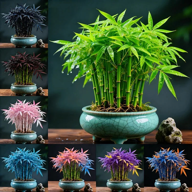 DreamBamboo Multi-Colour Lucky Bamboo (Buy 1 Get 1 Free)