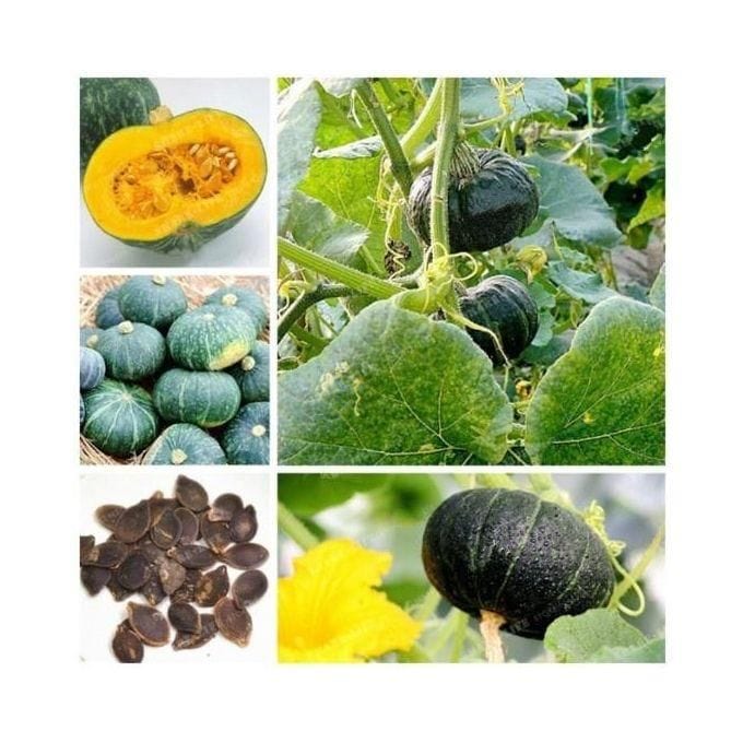 Organic Green Beibei Pumpkin Seeds (Set of 20 Seeds) Organic Green Beibei Pumpkin Seeds (Set of 20 Seeds)