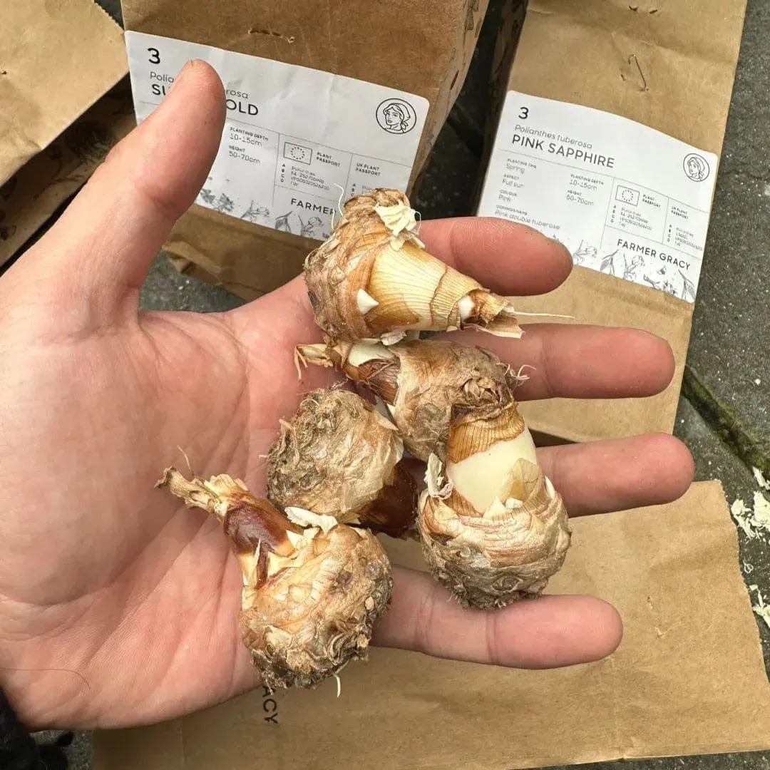 Petalizy™ (Pack of 2)| Natural Perfume Tuberose Fragnance For Home Organic Petalizy™ Tuberose Rajnigandha Seeds (Pack of 2) Zaavio®