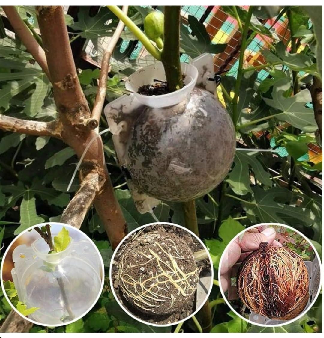 Plant Rooting Balls (Set of 5 with Free Pot mix) | Vegetable Seeds Flower Grow Bags Tools For Gardening Fertilizer Plant Plant Rooting Balls (Set of 5 with Free Pot mix)
