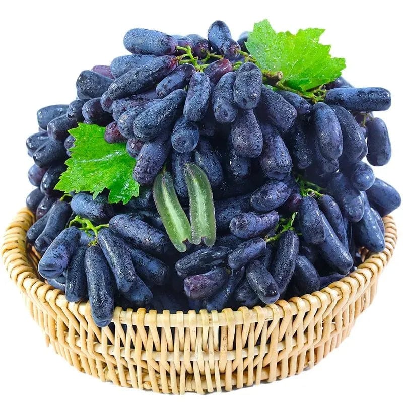 Premium High-Yield Blue Grape Seeds (100gms) | Mix Seeds Germination Grape Plant Potting Mix Sow Seed Blue Grape Premium High-Yield Blue Grape Seeds (100gms)