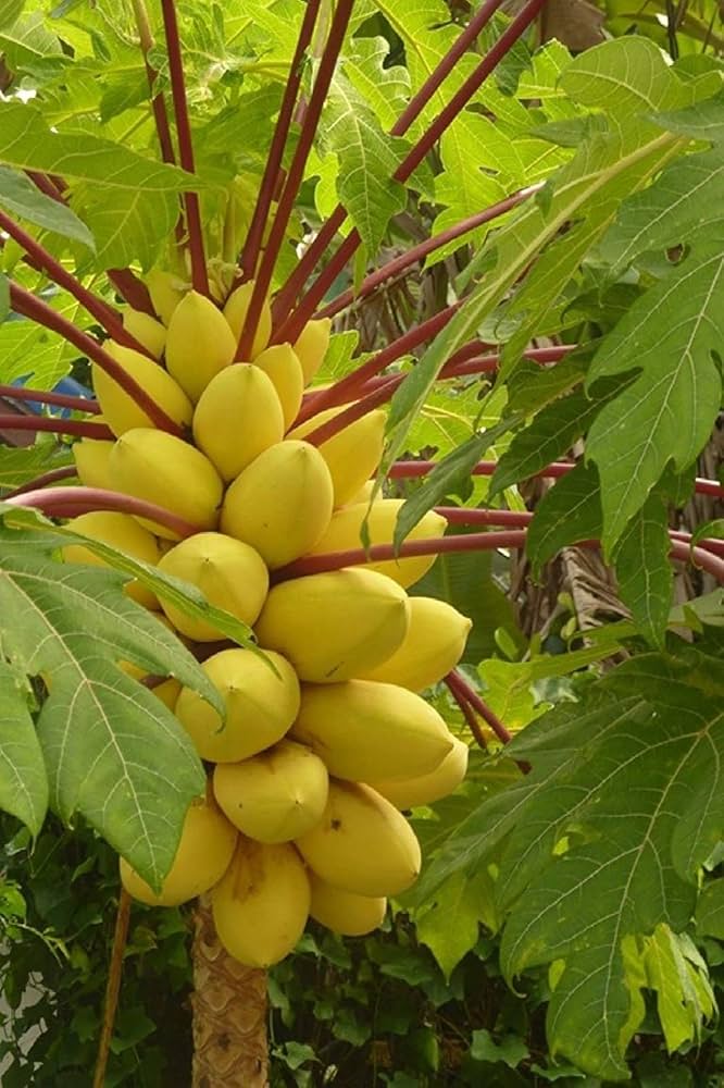 Special Golden Papaya 50 Seeds | Papaya Dietary Fiber Nutrients Papaya Seeds Enzyme Vitamins Special Golden Papaya Seeds (50 seeds)