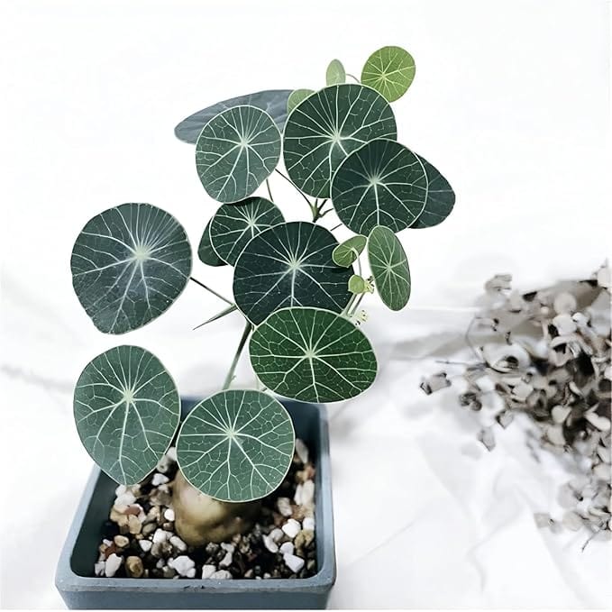 Stephania Erecta Plant (Set of 2) | Indoor Plants Plantation Succulent Plant Potted Watered Inside Plant Stephania Erecta Plant (Set of 2)