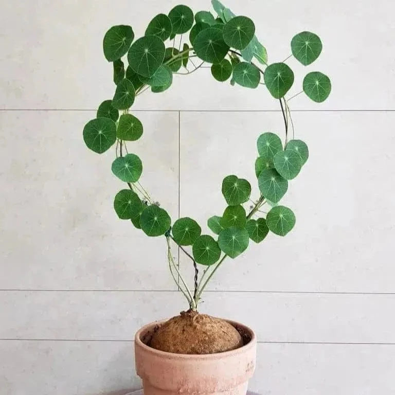 Stephania Erecta Plant (Set of 2) | Indoor Plants Plantation Succulent Plant Potted Watered Inside Plant Stephania Erecta Plant (Set of 2)