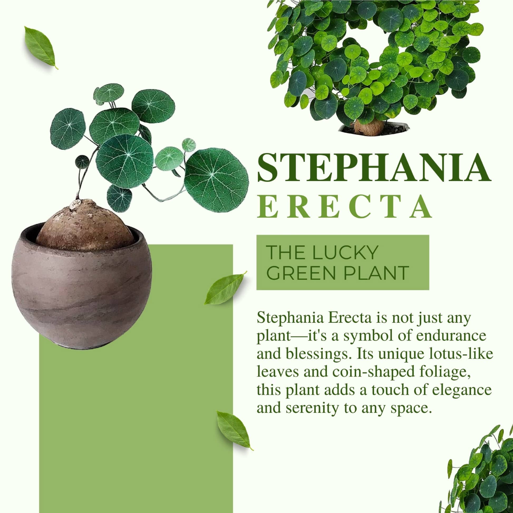 Stephania Erecta Plant (Set of 2) | Indoor Plants Plantation Succulent Plant Potted Watered Inside Plant Stephania Erecta Plant (Set of 2)