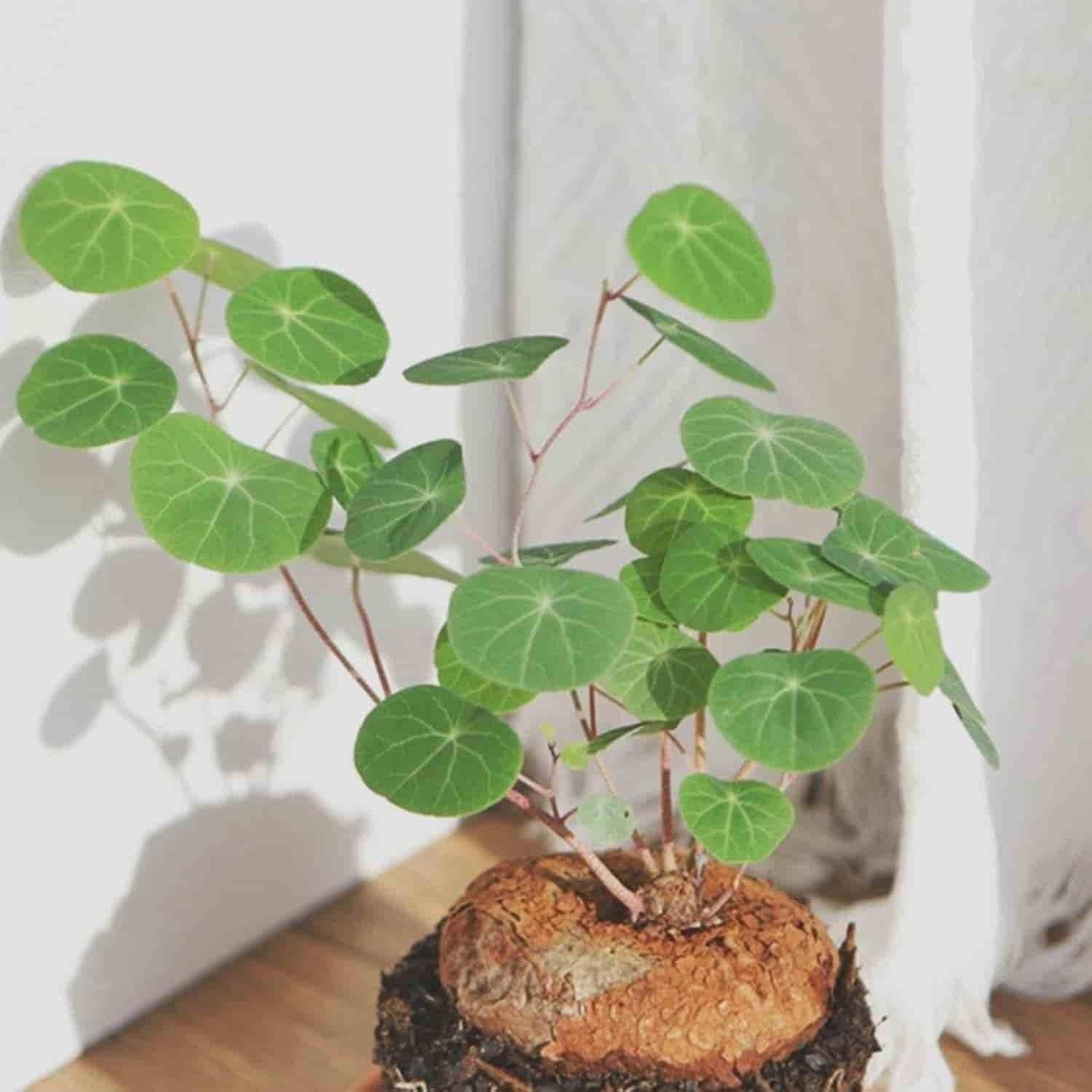 Stephania Erecta Plant (Set of 2) | Indoor Plants Plantation Succulent Plant Potted Watered Inside Plant Stephania Erecta Plant (Set of 2)