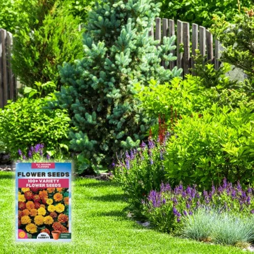Sun Flower Seeds Daisy Flower Flowering Plants Germination Of Seed - BlossomBloom™️ (Pack of 100 Seeds) Multiple Variety Of Flower Seeds (Pack of 100 Seeds) Zaavio.co®