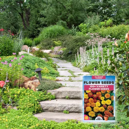 Sun Flower Seeds Daisy Flower Flowering Plants Germination Of Seed - BlossomBloom™️ (Pack of 100 Seeds) Multiple Variety Of Flower Seeds (Pack of 100 Seeds) Zaavio.co®