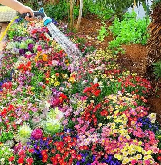 Sun Flower Seeds Daisy Flower Flowering Plants Germination Of Seed - BlossomBloom™️ (Pack of 100 Seeds) Multiple Variety Of Flower Seeds (Pack of 100 Seeds) Zaavio.co®