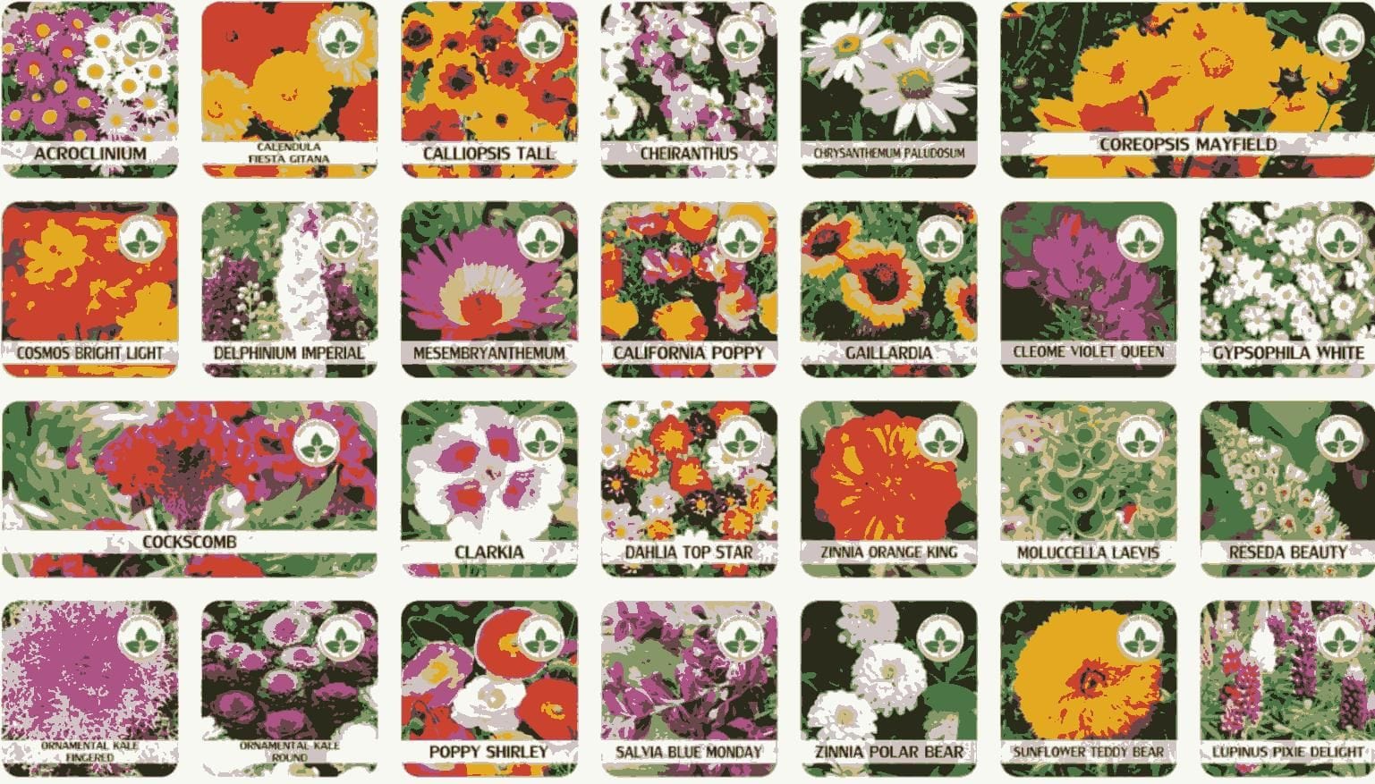 Sun Flower Seeds Daisy Flower Flowering Plants Germination Of Seed - BlossomBloom™️ (Pack of 100 Seeds) Multiple Variety Of Flower Seeds (Pack of 100 Seeds) Zaavio.co®