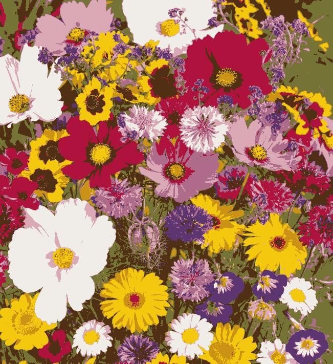 Sun Flower Seeds Daisy Flower Flowering Plants Germination Of Seed - BlossomBloom™️ (Pack of 100 Seeds) Multiple Variety Of Flower Seeds (Pack of 100 Seeds) Zaavio.co®