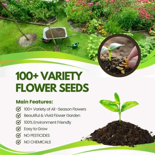 Sun Flower Seeds Daisy Flower Flowering Plants Germination Of Seed - BlossomBloom™️ (Pack of 100 Seeds) Multiple Variety Of Flower Seeds (Pack of 100 Seeds) Zaavio.co®