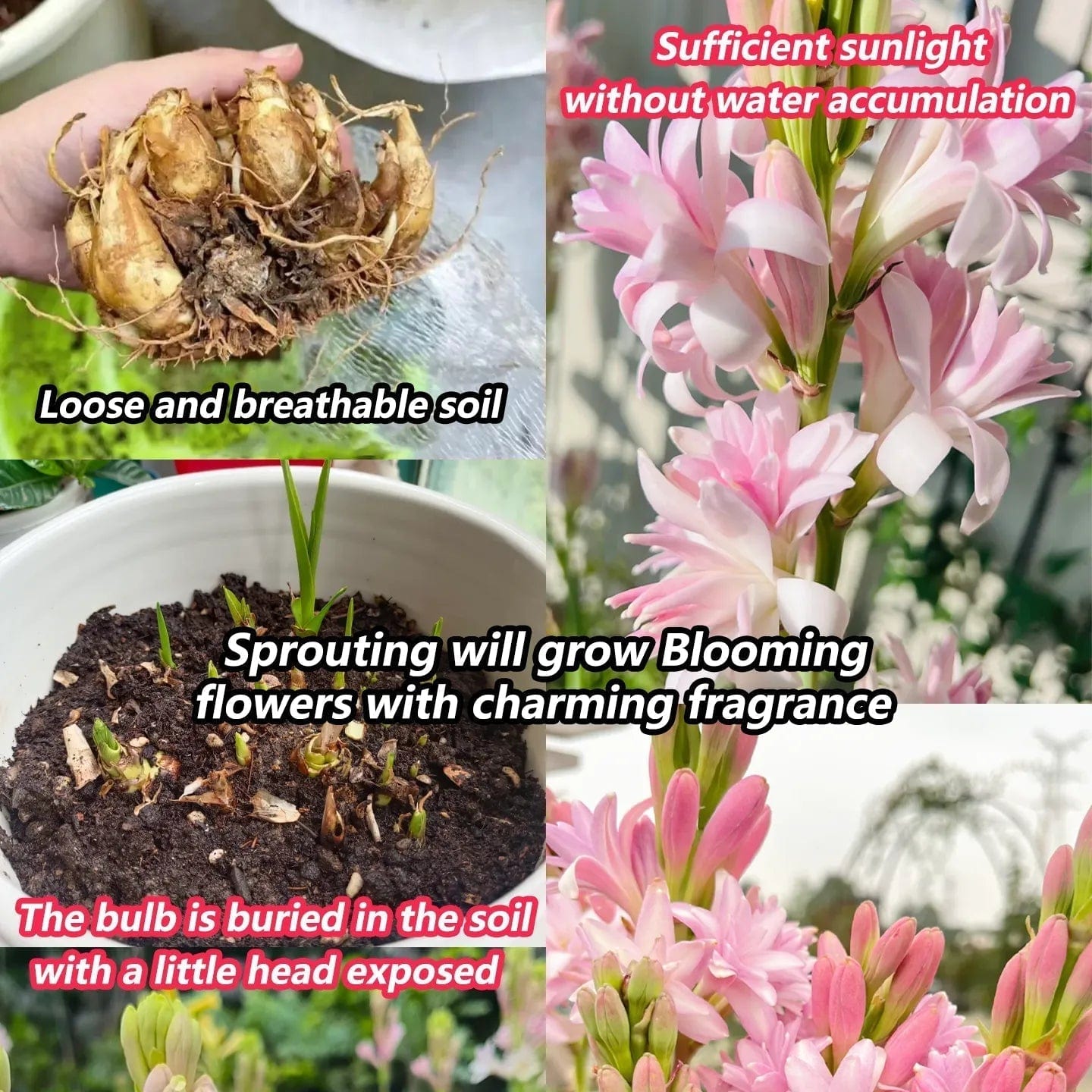 Tuberose Rajnigandha Seeds (Set of 2)| Natural Perfume Tuberose Fragnance For Home Organic Tuberose Rajnigandha Seeds (Set of 2)