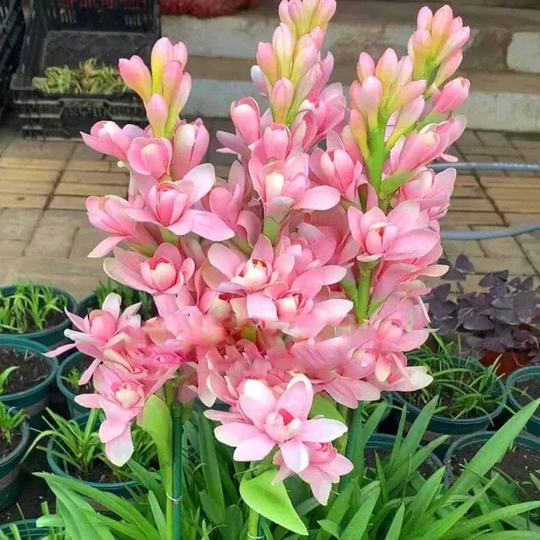 Tuberose Rajnigandha Seeds (Set of 2)| Natural Perfume Tuberose Fragnance For Home Organic Tuberose Rajnigandha Seeds (Set of 2)