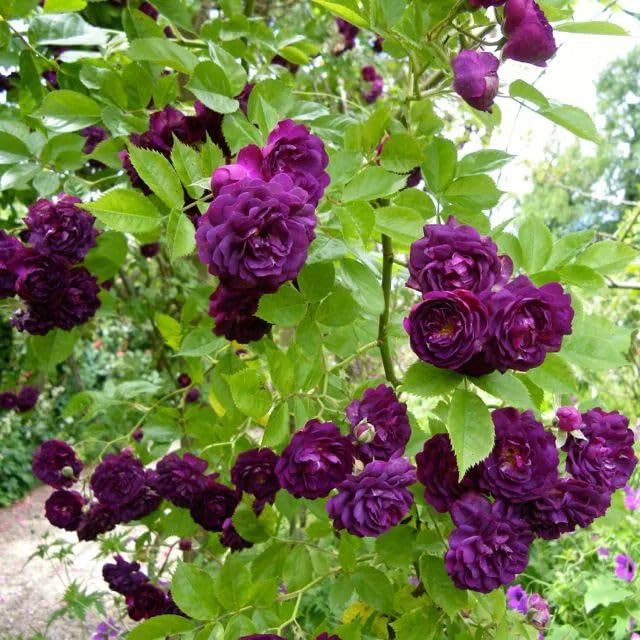 Twisora™ | Flower Seeds Rose Plant Garden Climbing Rose Plant Seed Twisora™ Elegant Climbing Rose Flower Seeds Zaavio®